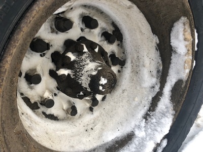 Scania ������� ������ Scania �/� (����, ��� 1)